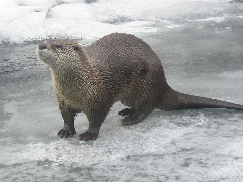 Otter be proud