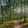 Morning Light #2