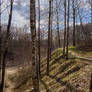Sunny Path