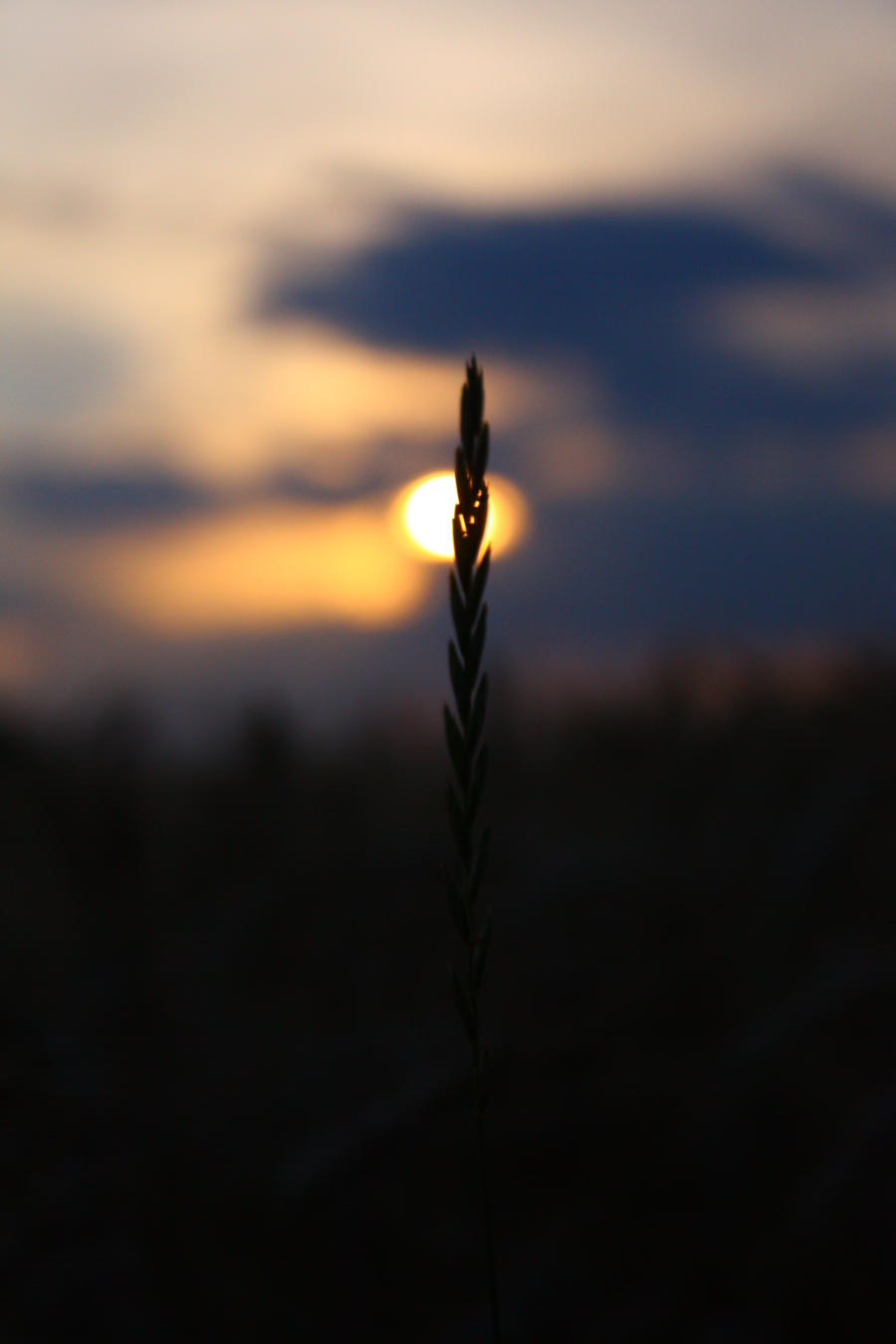 In the Corn 2