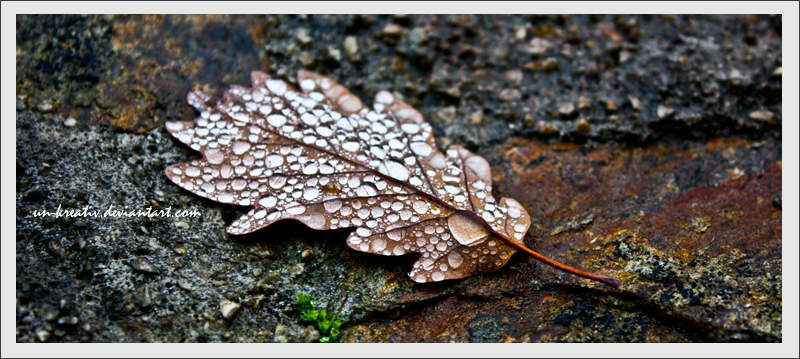 raindrops on a leaf