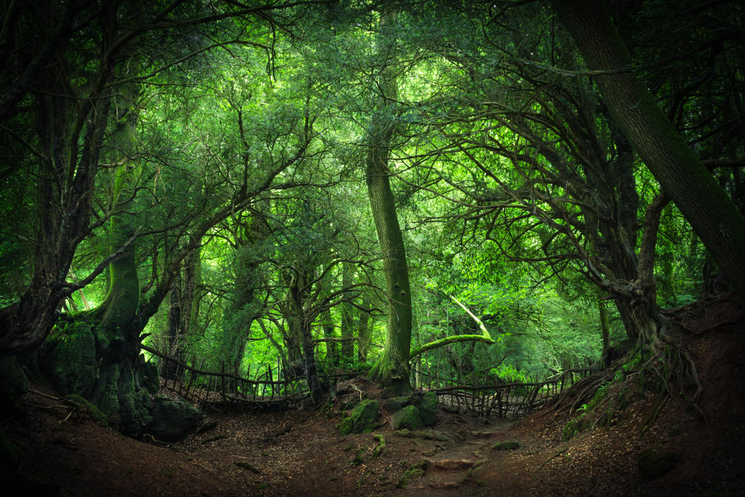 Enter Mirkwood by aw-landscapes