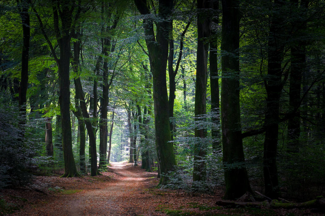 Inviting Path Inviting path by aw-landscapes on DeviantArt
