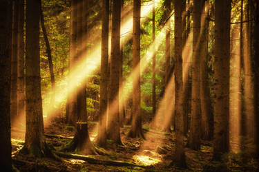 Beaming forest by aw-landscapes