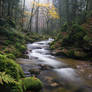 Black Forest stream