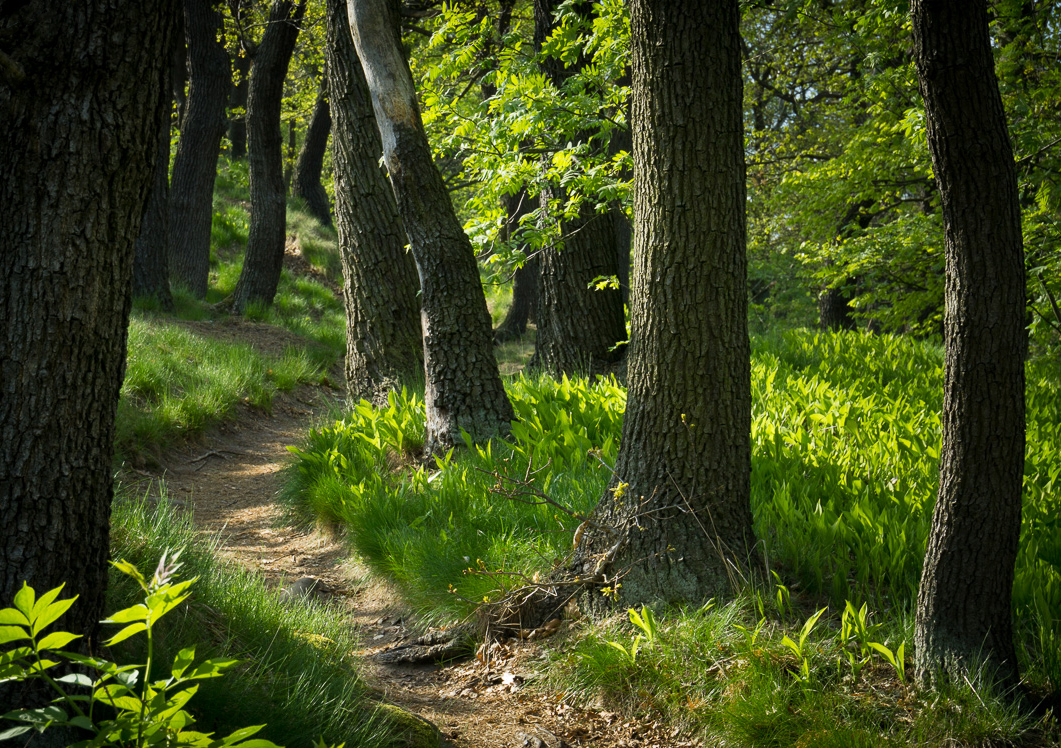 Spring path