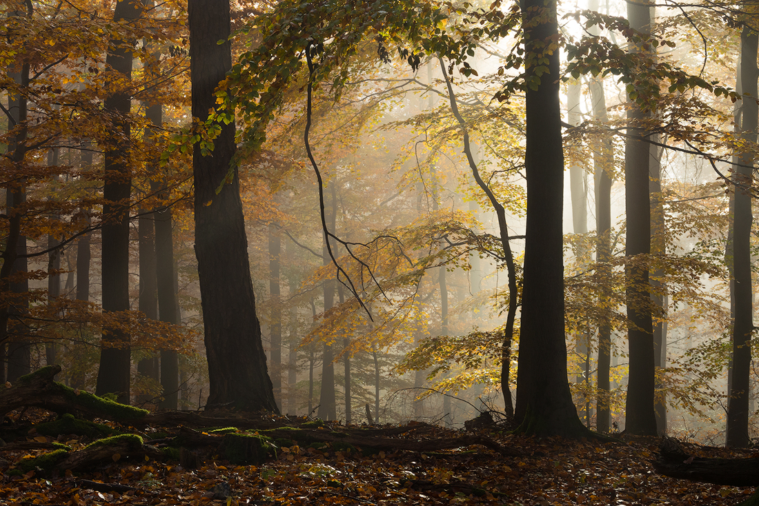 Beech paradise