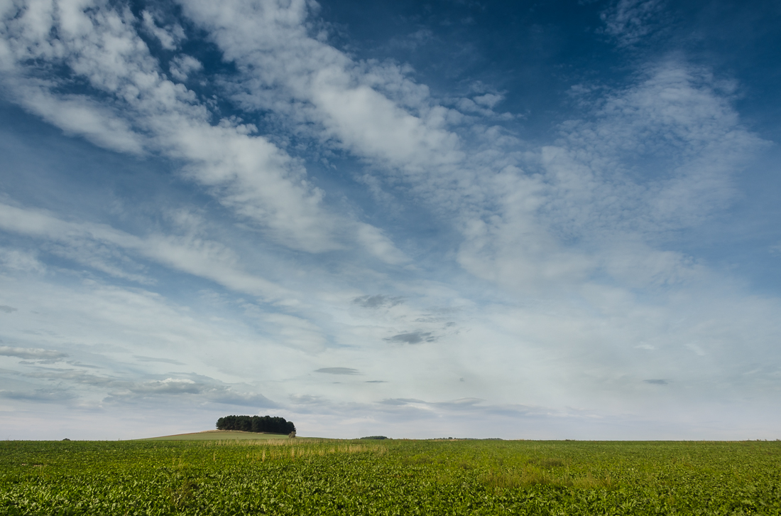 Field with trees