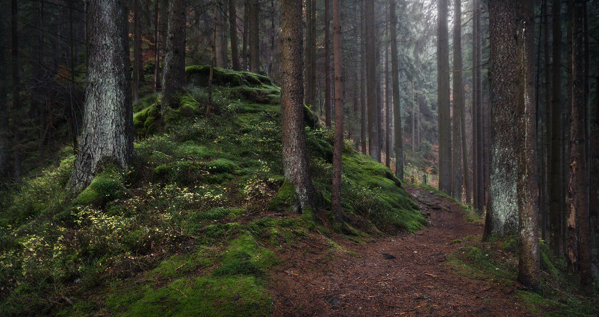 Forest mound