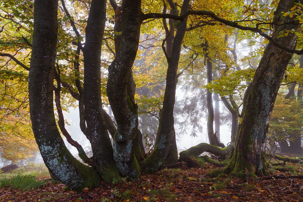 Dancing the Autumn Blues