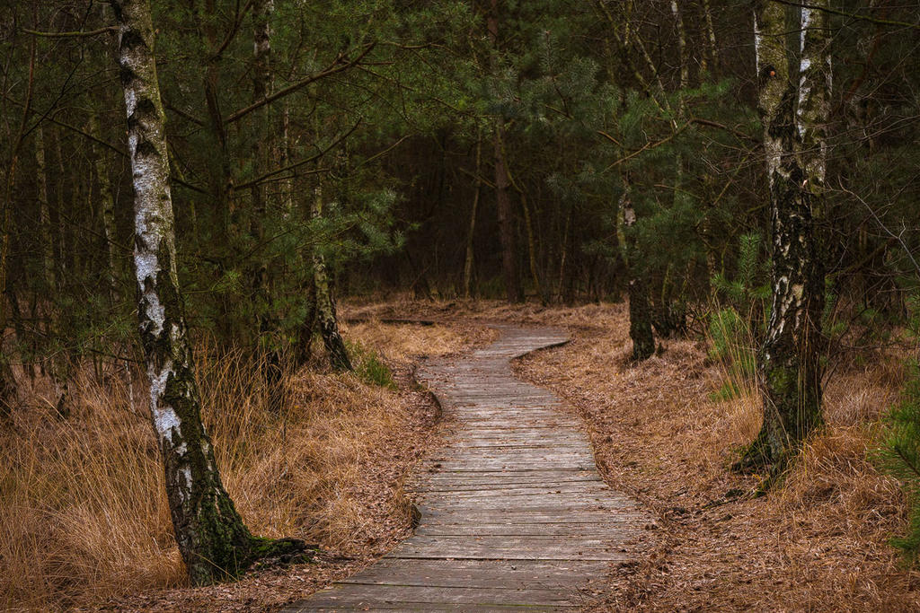 On the Right Path by aw-landscapes