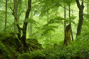 Volcanic forest by aw-landscapes Volcanic forest by aw-landscapes