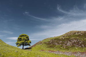 Feathery clouds over Sycamore Gap