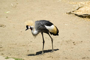 Crowned Crane