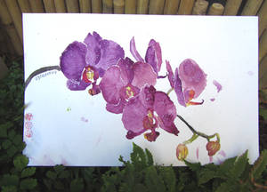 Orchids