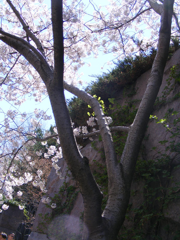 Cherry Blossoms 05