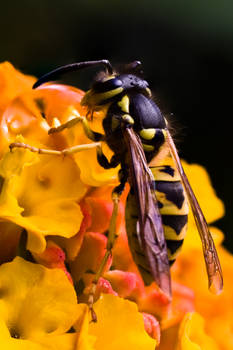 Fullsize detail of wasp