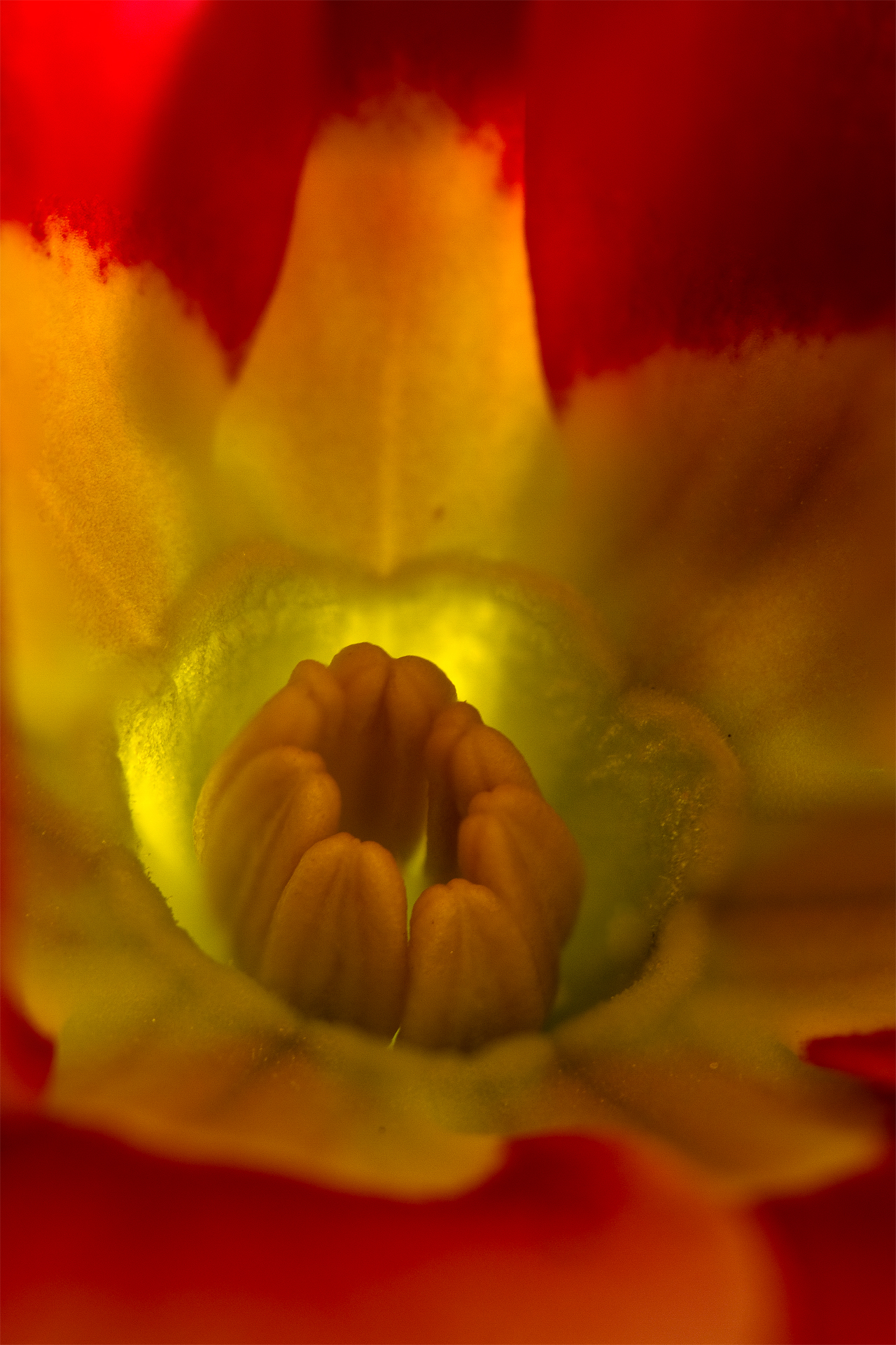 Flower Macro I