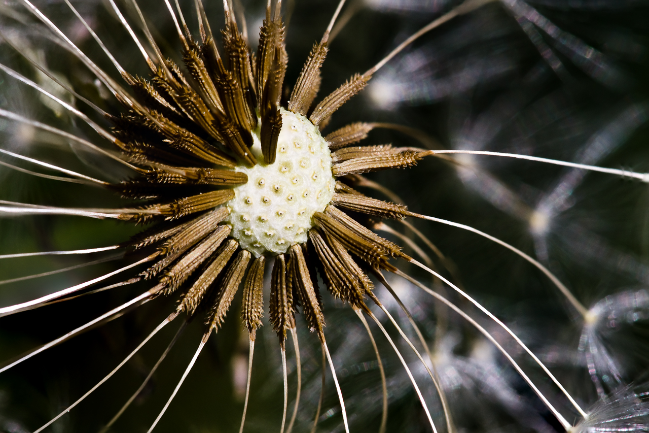 Dandelion