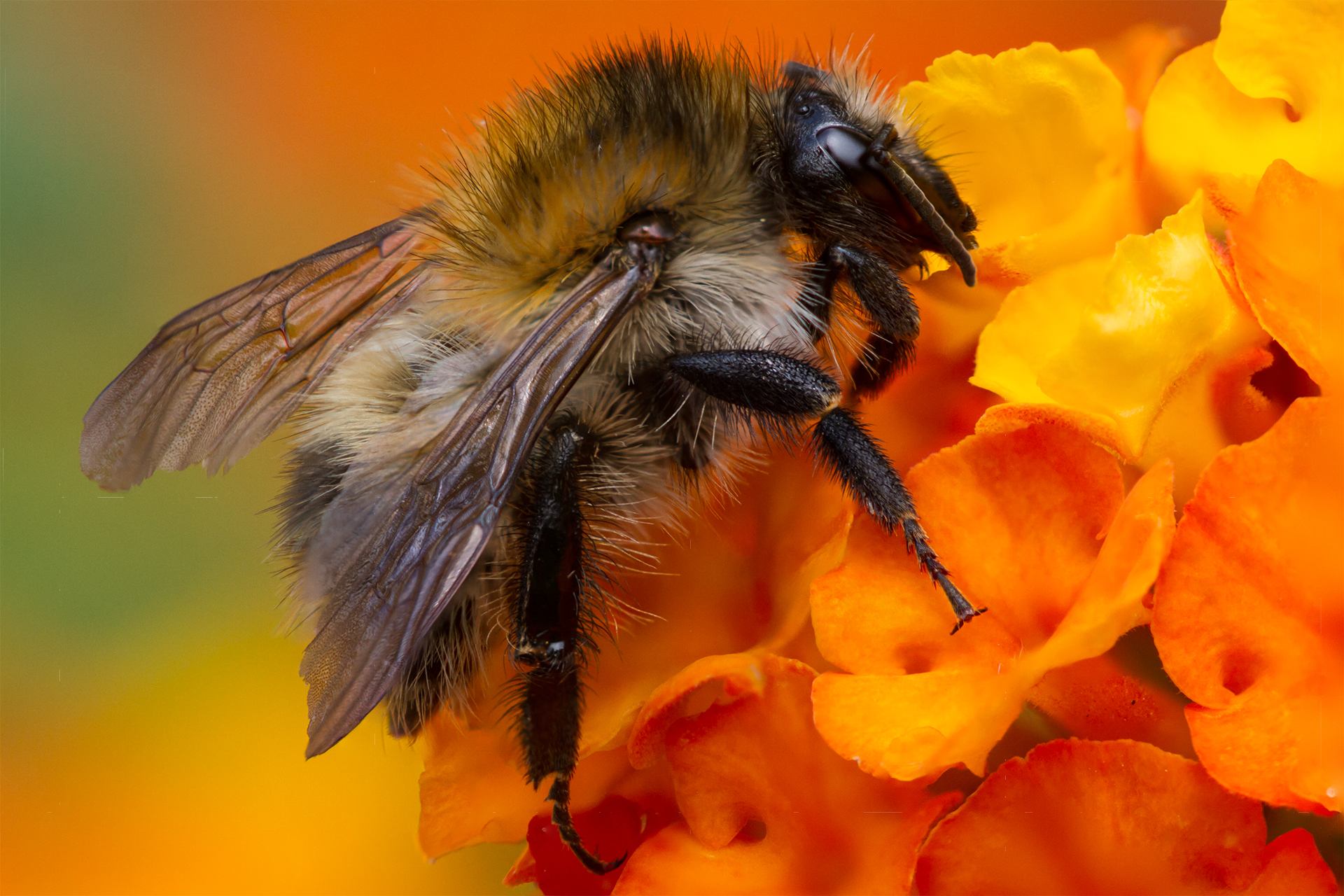 Bee macro