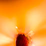 Burning Matchstick III