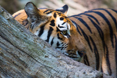 Tierpark Nuernberg - 3