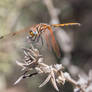 Brown Dragonfly