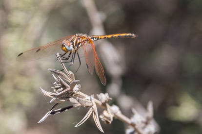 Brown Dragonfly