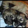 Three puppys