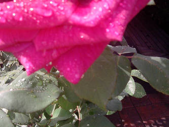 Wet Rose