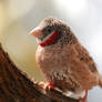 Cut-Throat Finch