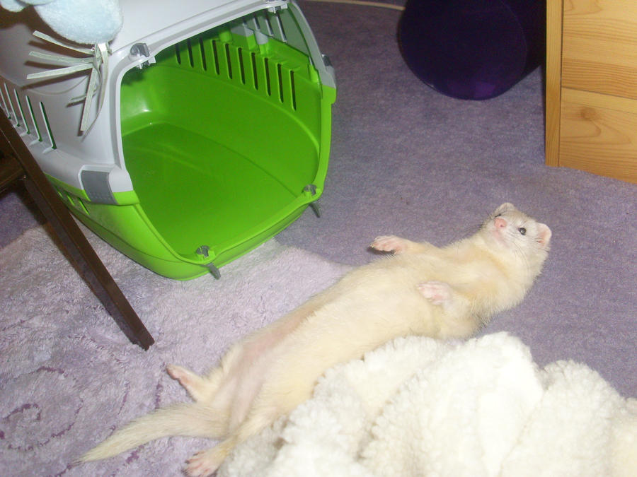 Ice Age Ferret 3 by Loch-Ness-Vampire on DeviantArt