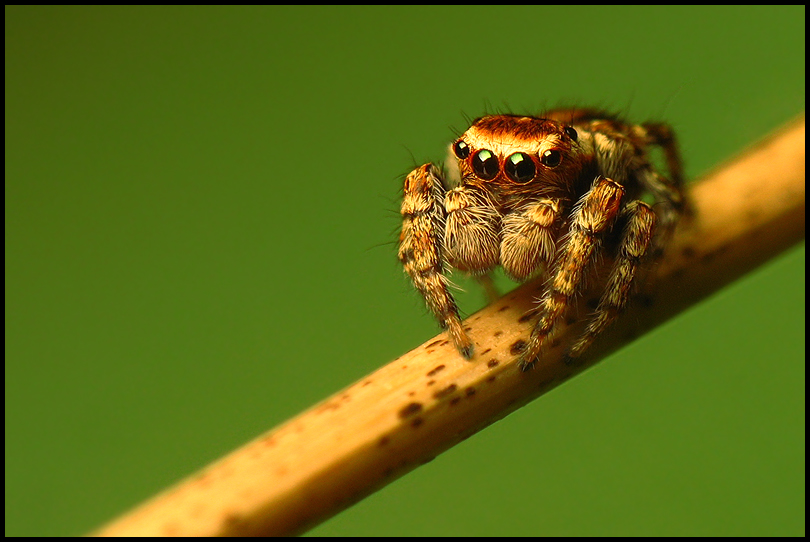 jumping spider