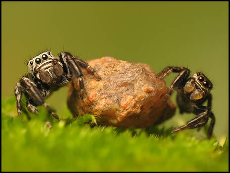 jumping spiders