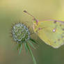 Colias alfacariensis