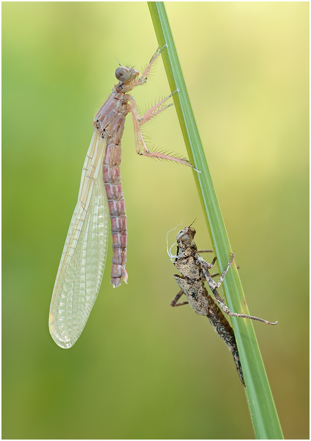 Damselfly baby