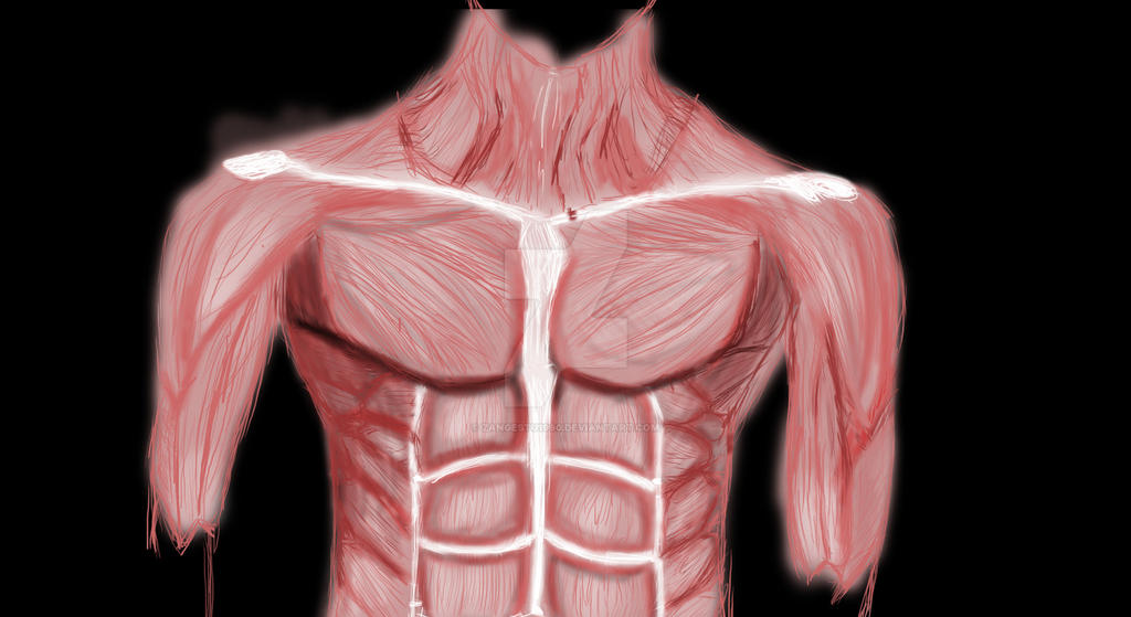 Chest Muscles Anatomy - Muscles Of The Pectoral Girdle And Upper Limbs ...