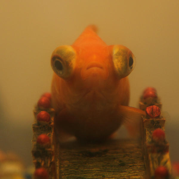 Goofy fish by Ellie-the-dreamer on DeviantArt