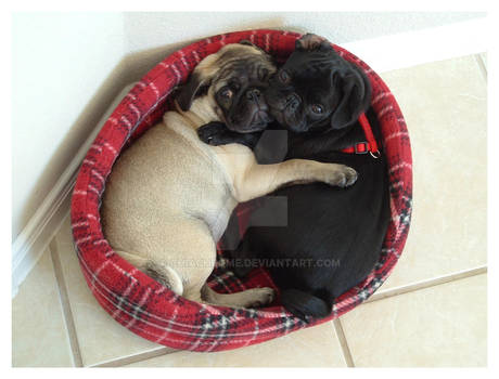 snuggle pugs