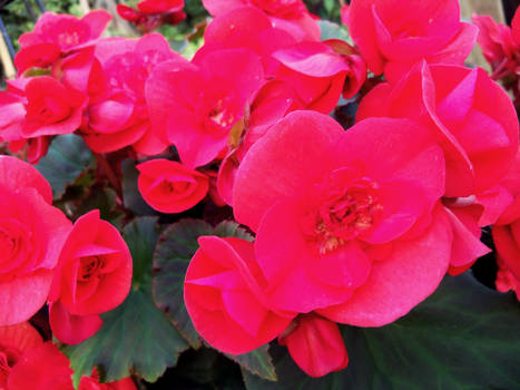 Red flowers