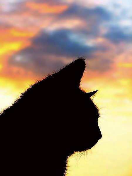 Evening cat by prism77 on DeviantArt