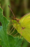 Colias hyale. by prism77