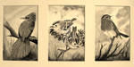 3 B+W BIRDS...........DAVIS II by DavisTheSecond