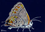 HAIRSTREAK............DAVIS II by DavisTheSecond