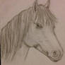 horses head profile sketch