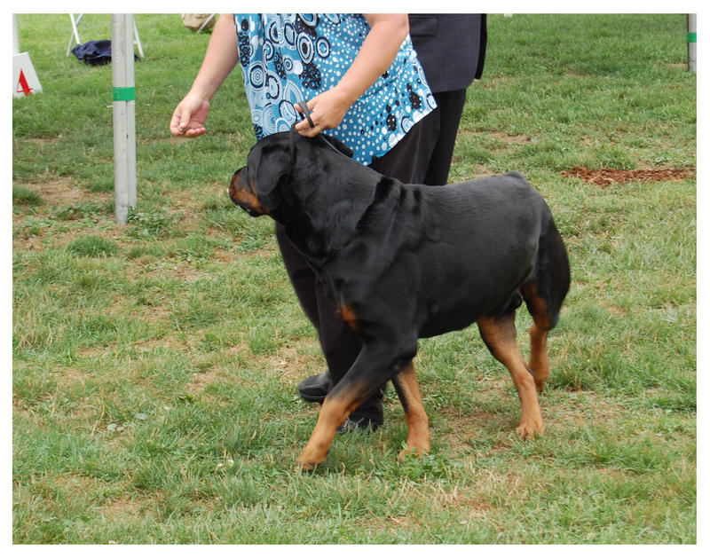 Rottweiler in the show ring by AshleyAlexCollection on DeviantArt