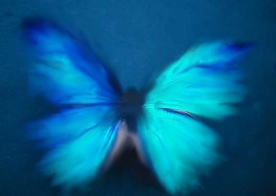 butterfly