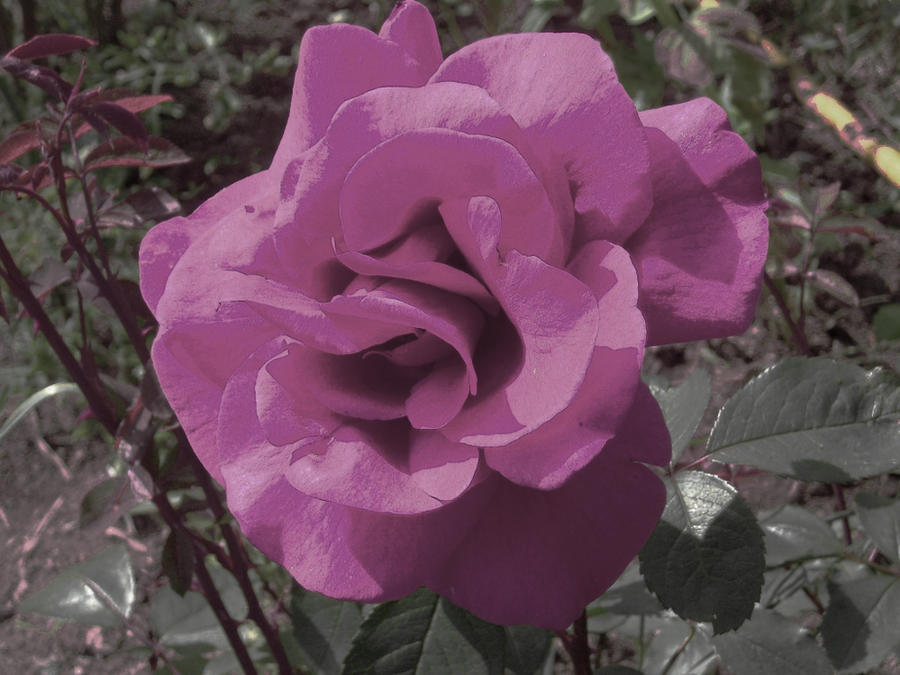 Soft Roser Soft Rose by StealthNinjaGirl on DeviantArt