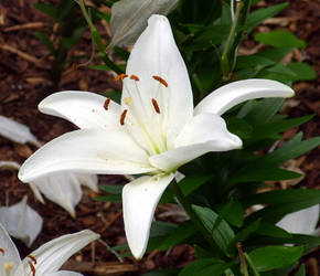 White Lily