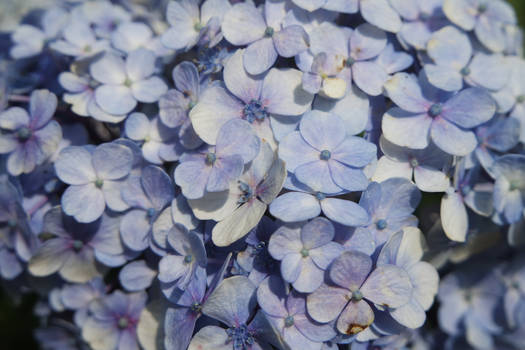 Hydrangea.